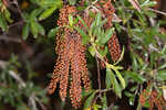 Buckwheat tree <BR>Black titi